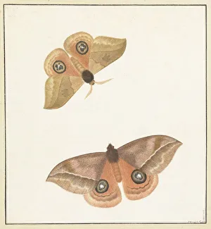 Two butterflies, 1747-1802. Creator: Paulus Knogh