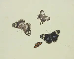 Natural History Prints: Four butterflies, 17th century. Creator: Herman Henstenburgh