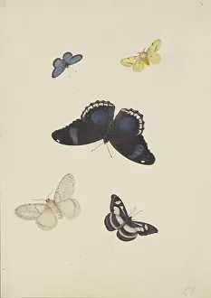 Natural History Prints: Five butterflies, 17th century. Creator: Pieter Withoos