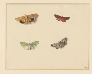 Four butterflies, 1811-1851. Creator: Anton Weiss