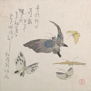 Butterflies, 19th century. Creator: Kubo Shunman