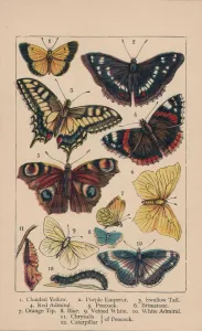 Butterflies, 19th century. Creator: Unknown