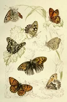 Wings Collection: Butterflies, 19th century. Creator: Unknown