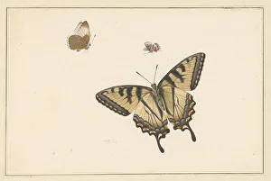 Entomology Prints: Three Butterflies, c.1683-c.1726. Creator: Herman Henstenburgh