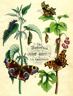 Images Dated 19th February 2007: The Butterflies of Great Britain, c1855