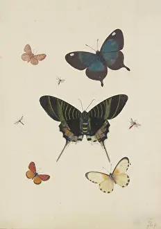Natural History Prints: Five butterflies and three insects, late 17th century. Creator: Pieter Withoos