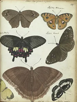 Java Indonesia Prints: Butterflies from Java, 1784. Creator: Jan Brandes