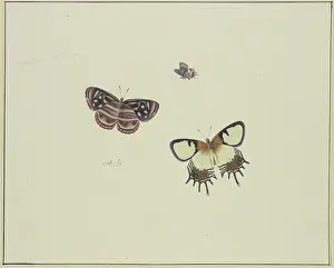 Natural History Prints: Three butterflies, late 17th century. Creator: Herman Henstenburgh