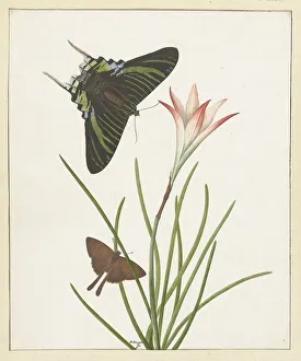 Entomology Prints: Two butterflies with a lily, 1747-1802. Creator: Paulus Knogh