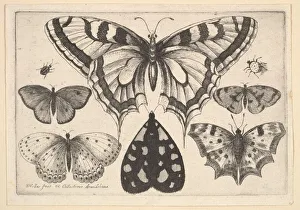Five Butterflies, a Moth and Two Beetles, 1646. Creator: Wenceslaus Hollar Five Butterflies, a Moth and Two Beetles, 1646. Creator: Wenceslaus Hollar