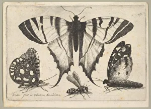 Markings Prints: Three Butterflies and a Wasp, 1646. Creator: Wenceslaus Hollar