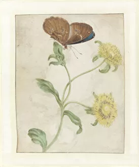 Butterfly on the bud of a plant with yellow flowers, 1695