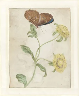 Maria Sibylla 1647 1717 Prints: Butterfly on the bud of a plant with yellow flowers, 1695