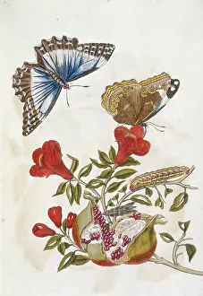 Branch Prints: Butterfly and Caterpillar, 1705. Creator: Unknown