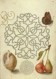 Seashell Prints: Butterfly, Marine Mollusk, and Pear