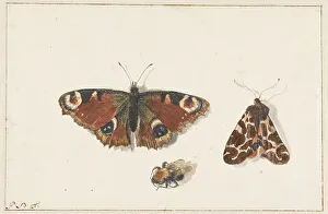 Bees Prints: Butterfly, Moth and Bumblebee, c.1700. Creator: Johannes Bronkhorst