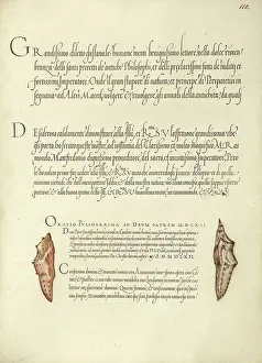 Chrysalis Prints: Butterfly Pupae; Mira calligraphiae monumenta