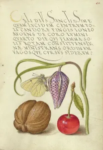 Cherry Prints: Butterfly, Snakeshead, English Walnut