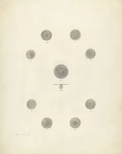 Dwin Dorothy Prints: Buttons, 1941. Creator: Dorothy Dwin