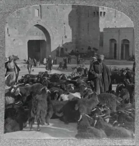 Trading Prints: Buying goats at the Damascus Gate, Jerusalem, c1900