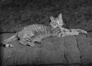 Stripey Prints: Buzzer the cat, portrait photograph, ca. 1912. Creator: Arnold Genthe