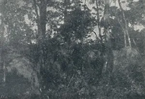 Undergrowth Prints: Cabanas de Indios, 1895. Artist: Francisco Henszler