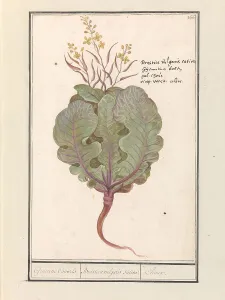Cabbage Prints: Cabbage (Brassica oleracea), 1596-1610. Creators: Anselmus de Boodt, Elias Verhulst