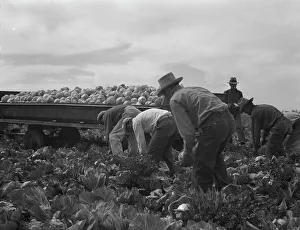 Back Breaking Prints: Cabbage cutting and hauling by new Vessey (flat truck) system