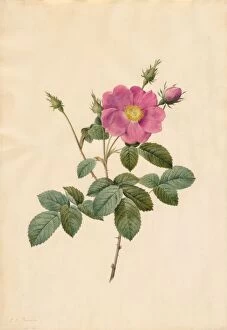 Henry Joseph Redouté Gallery: Cabbage Rose (Rosa Centifolia Simplex), 1817-1824. Creator: Henry Joseph Redoute (French
