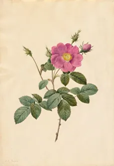 1766 1853 Prints: Cabbage Rose (Rosa Centifolia Simplex), 1817-1824. Creator: Henry Joseph Redoute (French