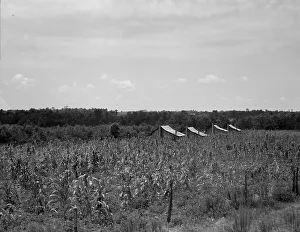 Shack Prints: Cabins in the corn, South Georgia, 1937. Creator: Dorothea Lange
