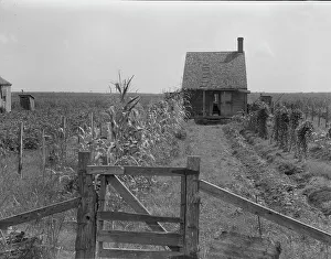 Sugarcane Prints: Cabins in the sugarcane country