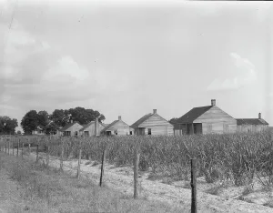 Sugarcane Prints: Cabins for sugarcane workers, Bayou La Fourche, Louisiana, 1937. Creator: Dorothea Lange