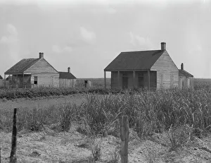 Sugarcane Prints: Cabins for sugarcane workers, Bayou La Fourche, Louisiana, 1937. Creator: Dorothea Lange