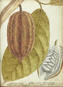 Cacao, 1783. Creator: Jan Brandes