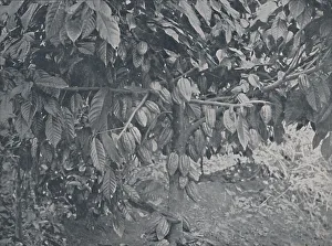 Adam Charles Black Prints: Cacao Tree, 1924. Artist: J.s Fry & Sons