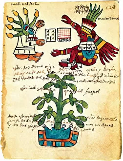 Cacao tree from the Codex Tudela, 1553. Artist: Pre-Columbian art