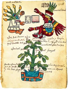 Mesoamerica Prints: Cacao tree from the Codex Tudela, 1553. Artist: Pre-Columbian art