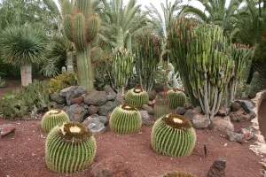 Cactus Garden, Fuerteventura, Canary Islands
