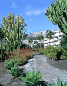 Cactus garden, Puerto Rico, Gran Canaria, Canary Islands