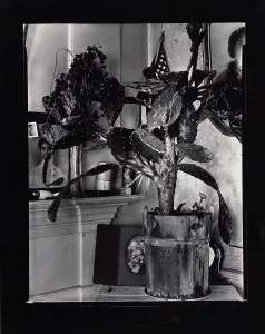 Houseplant Prints: The Cactus Plant/Interior Detail of a Portuguese House