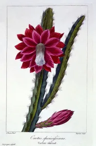 Plant Plants Prints: Cactus, pub. 1836. Creator: Panacre Bessa (1772-1846)