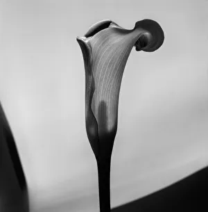 Botany Collection: Cala. Creator: Tom Artin