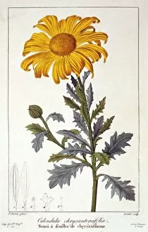 Marigold Gallery: Calendula officinalis (Pot Marigold), pub. 1836. Creator: Panacre Bessa (1772-1846)