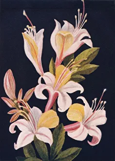Pretty Gallery: California Azalea, c1915, (1915). Artist: Emma Graham Clock