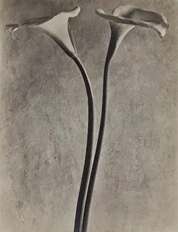 Lily Prints: Calla Lilies, c1927. Creator: Tina Modotti