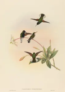 Hummingbird Prints: Callipharus nigriventris (Black-bellied Hummingbird). Creators: John Gould