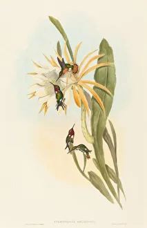Calothorax heliodori. Creators: John Gould, Henry Constantine Richter Calothorax heliodori. Creators: John Gould, Henry Constantine Richter