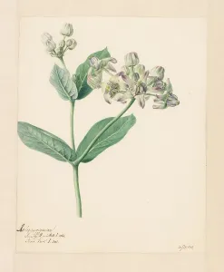 Shrub Prints: Calotropis, 1803. Creator: Hendrik Schwegman
