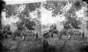 1865 Prints: Cambodia: elephants outside Angkor Wat, 1865. Creator: John Thomson